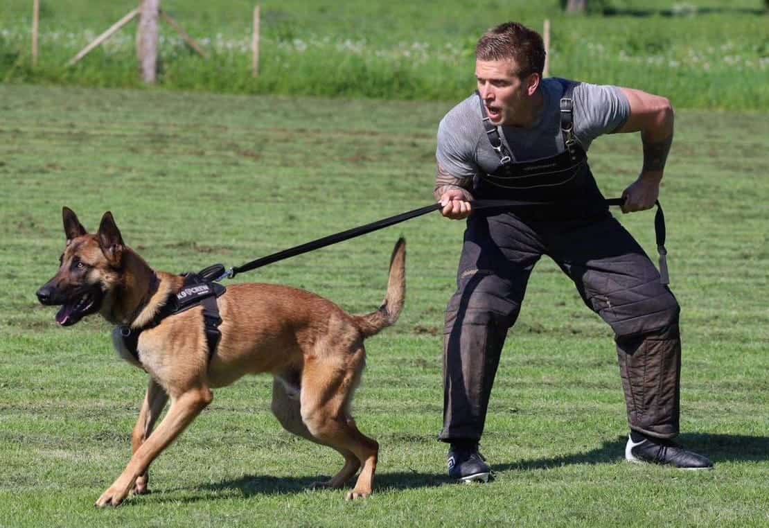 Jamie training a dog with Veritas K9