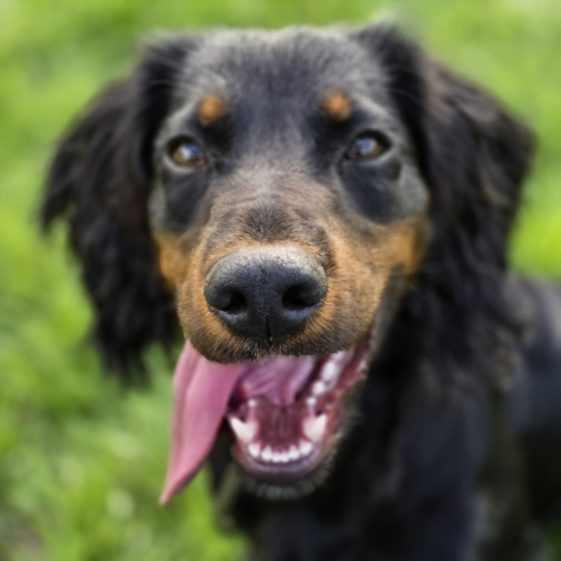 Residential dog training